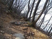 51 Sentiero adornato da carpini neri ben cresciuti in cresta di vetta del Monte Ubione